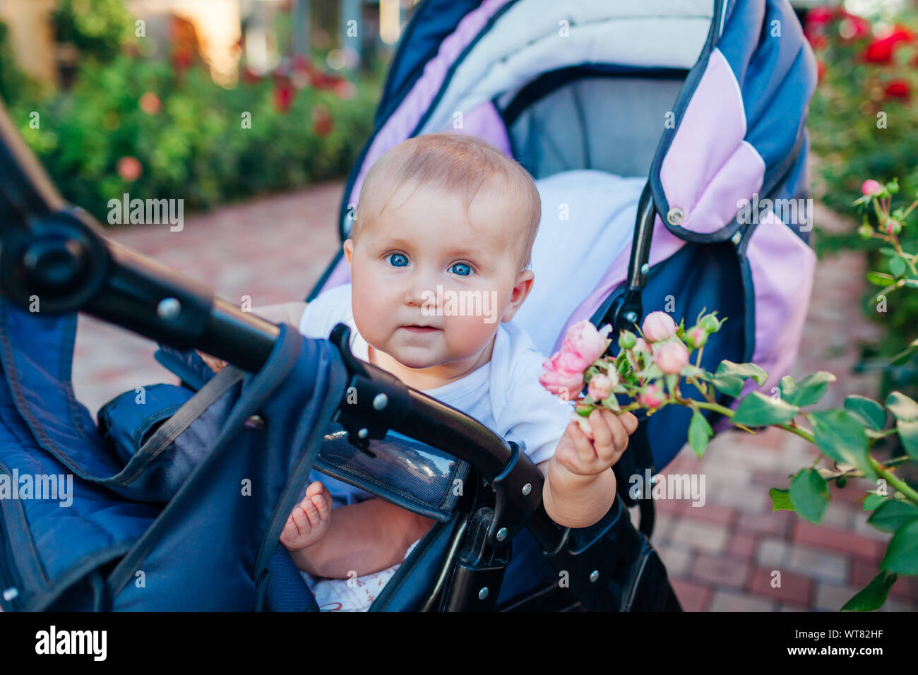 Baby girl sitting in carriage and touching roses in garden. Happy infant exploring world of nature outdoors. Curious kid Stock Photo