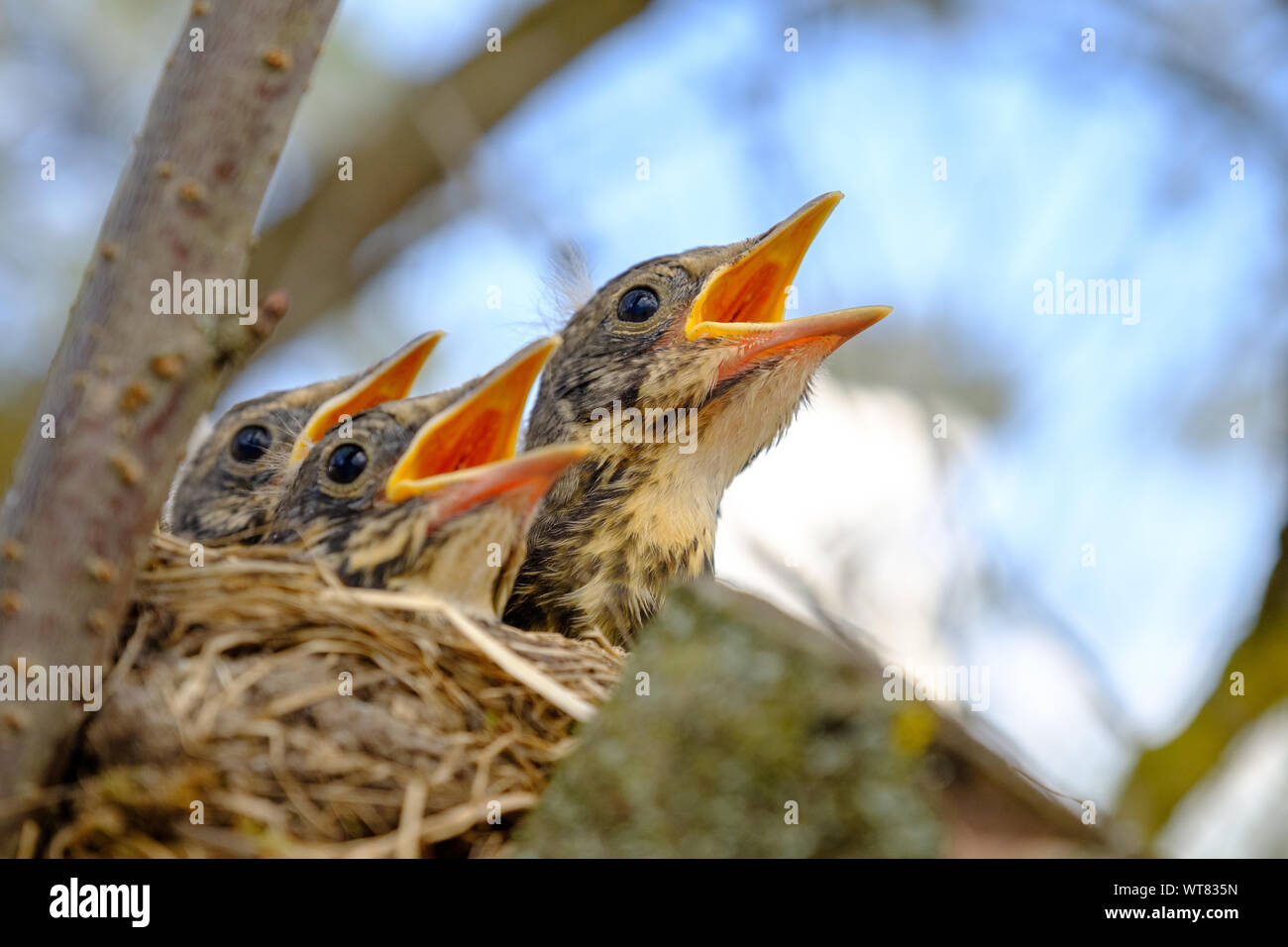 Bird brood in nest on blooming tree, baby birds, nesting with wide open