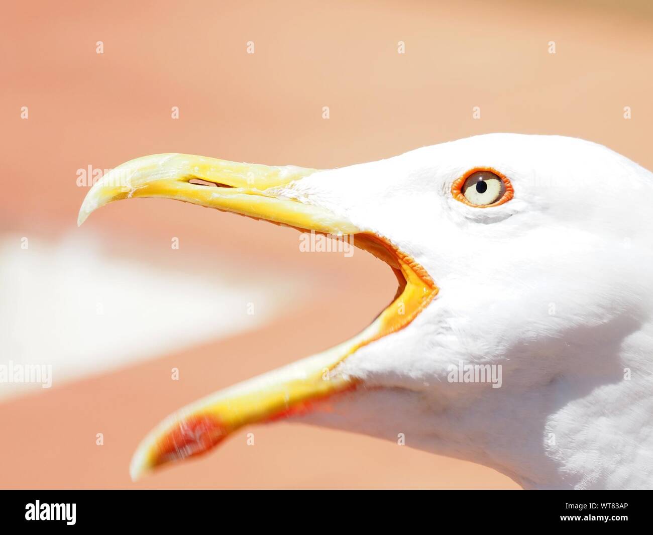 Close-up Of Seagull Squawking Outdoors Stock Photo