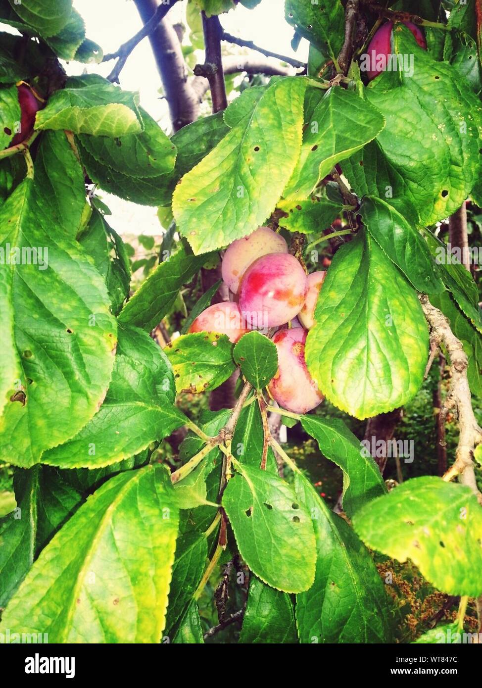 Fruits Hanging From Tree Stock Photo Alamy