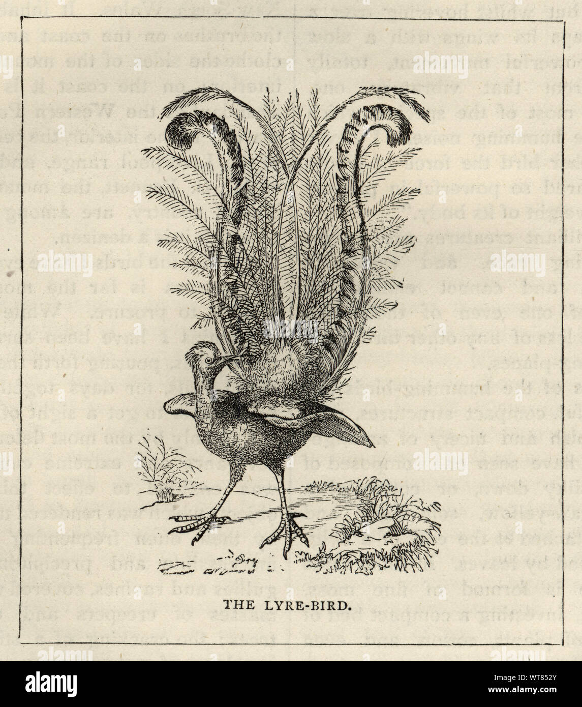 Vintage engraving of a lyrebird, 19th Century. A lyrebird is either of two species of ground-dwelling Australian birds that compose the genus Menura, and the family Menuridae. Stock Photo