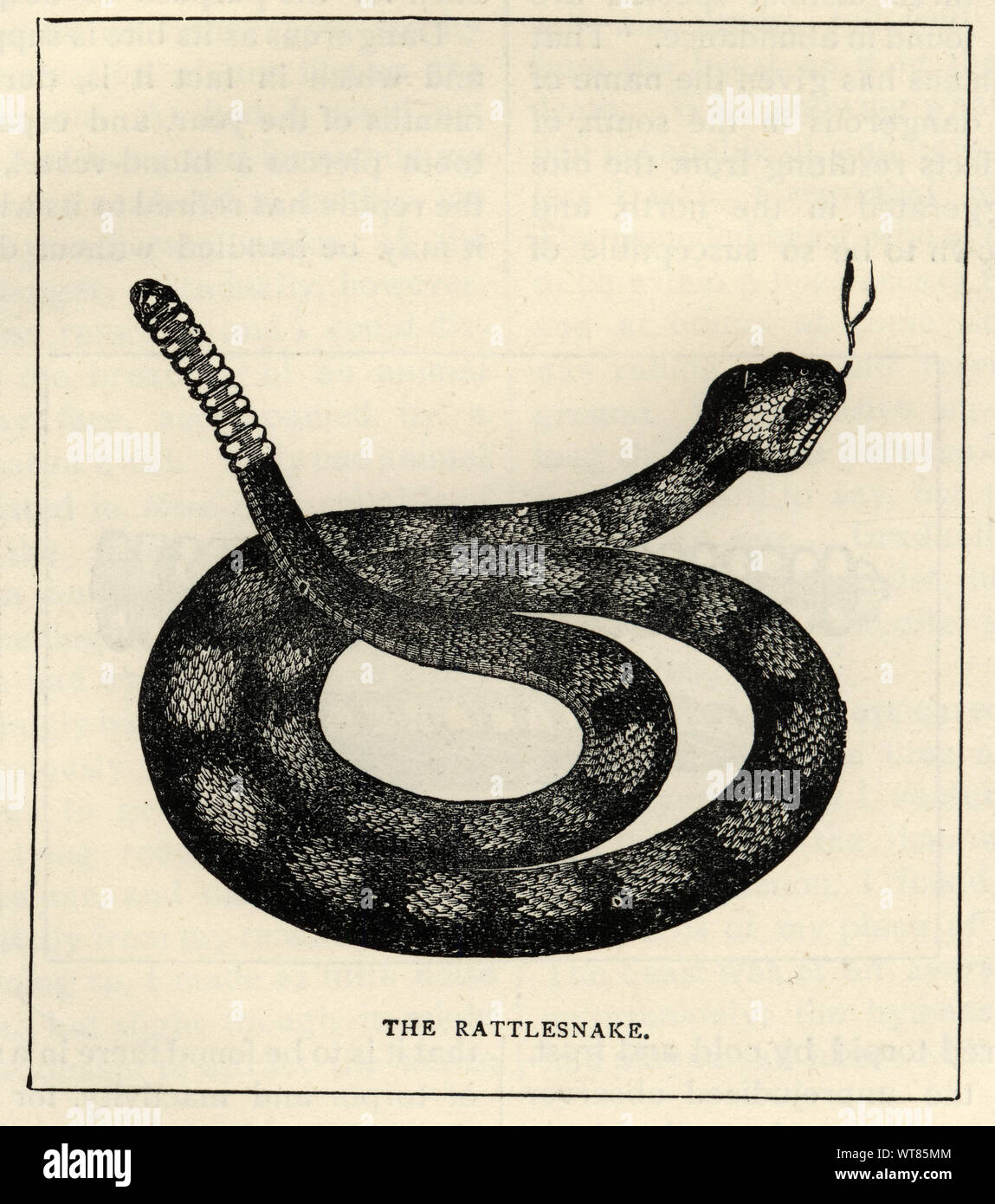 Vintage engraving of a rattlesnake, 19th Century Stock Photo - Alamy