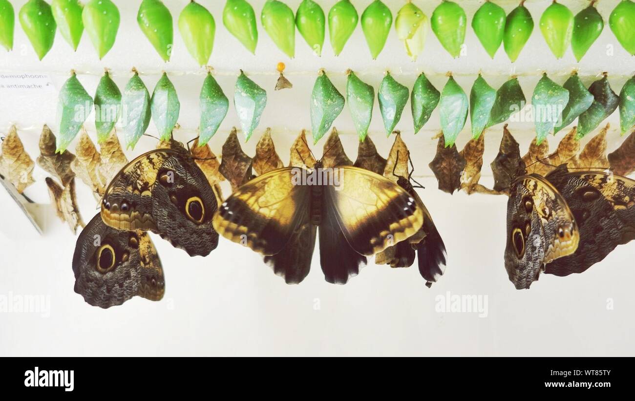 Chrysalises hires stock photography and images Alamy