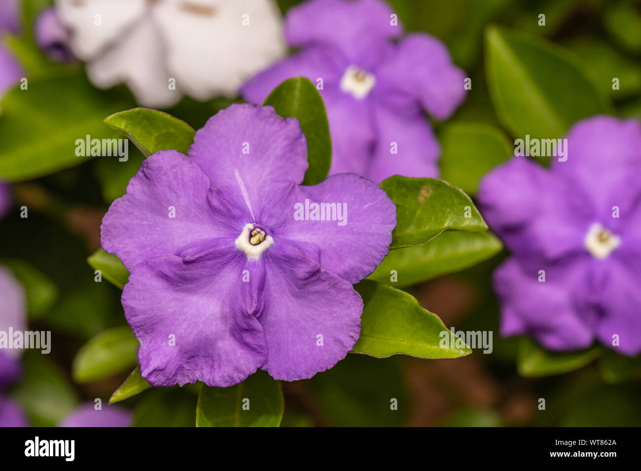 Colour close-up photograph of multiple African violet flowers with only one in-focus in foreground. Stock Photo