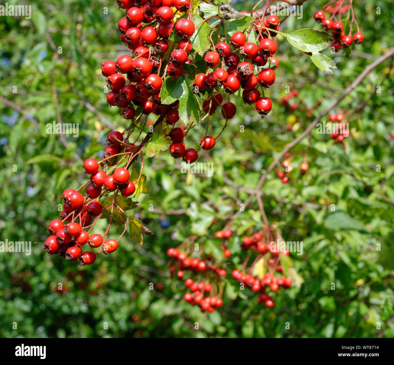 Hawthorn berry. Branches laden with fruit for birds. Stock Photo