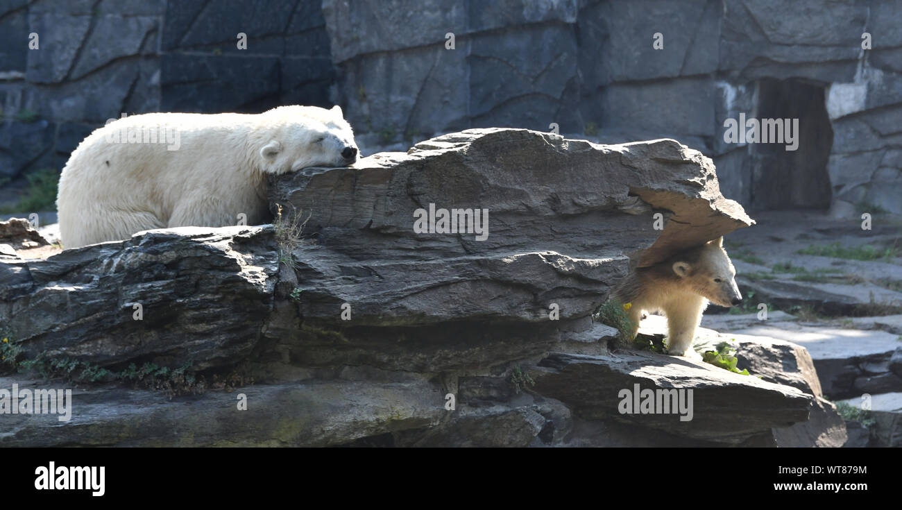 Berlin, Germany. 31st Aug, 2019. Eisbär Nachwuchs ' Hertha ' explores on 31.8.2019 the outdoor enclosure in the zoo Berlin Friedrichsfelde - always near mother Tonja. Credit: Thomas Uhlemann/dpa-zentralbild/ZB/dpa/Alamy Live News Stock Photo