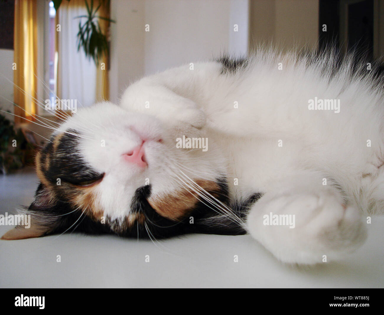 Cat Sleeping Upside Down On Floor Stock Photo Alamy