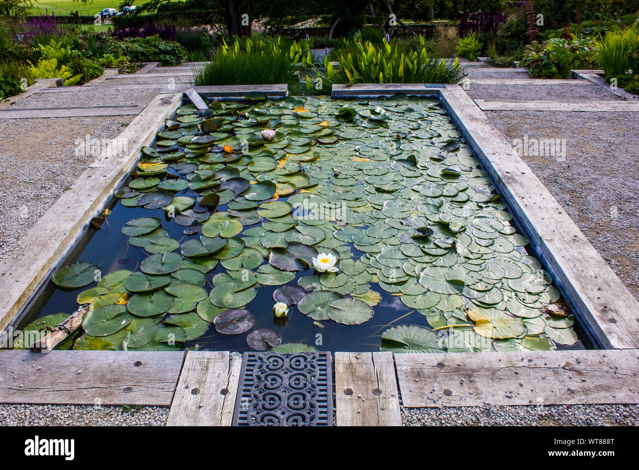A man made rectangular garden pond covered with water lilies or lotus