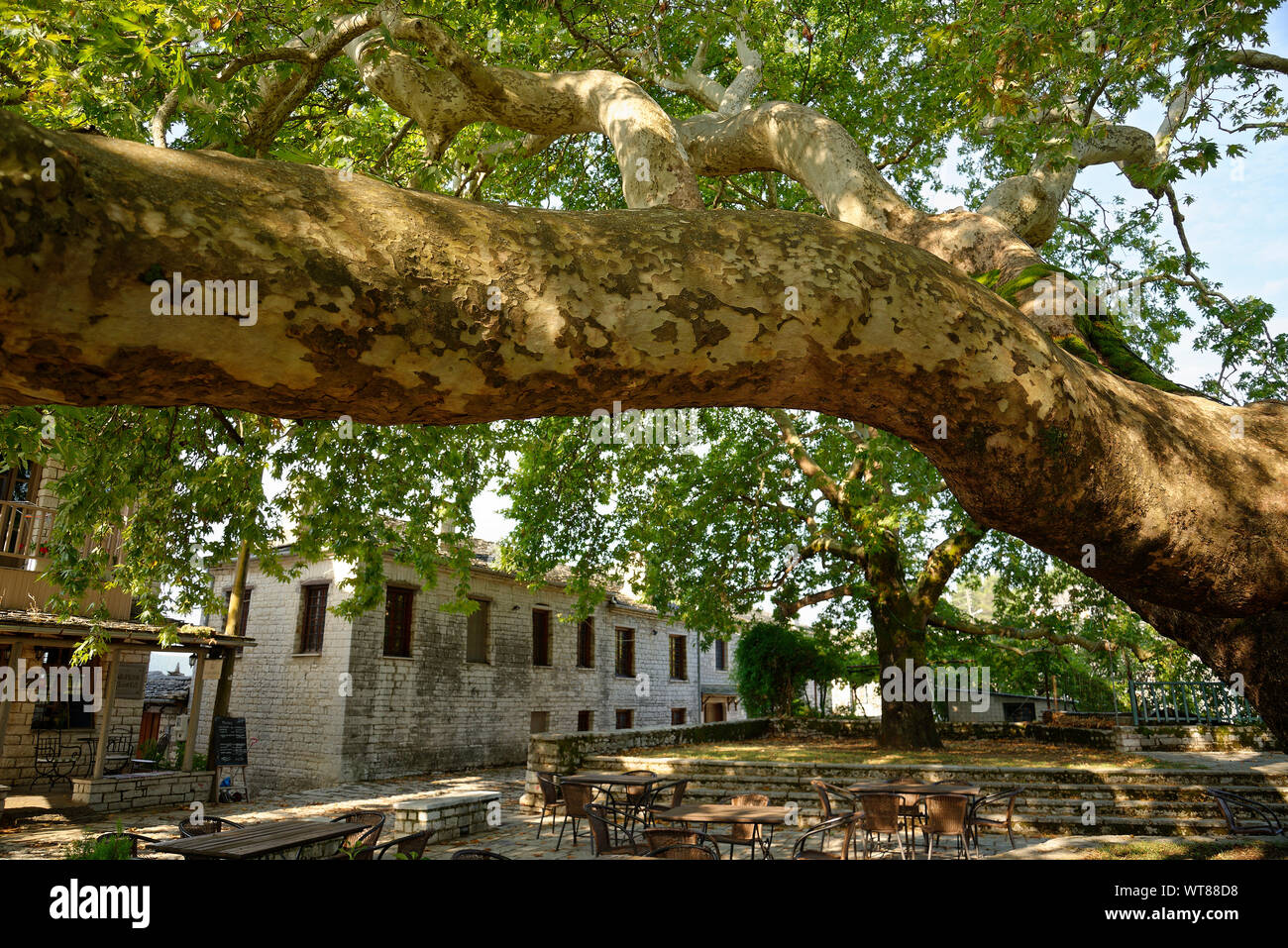 The village of Vitsa in the Zagoria region of northern Greece. The village square with large plane tree that gives shade in the heat of the day. Stock Photo
