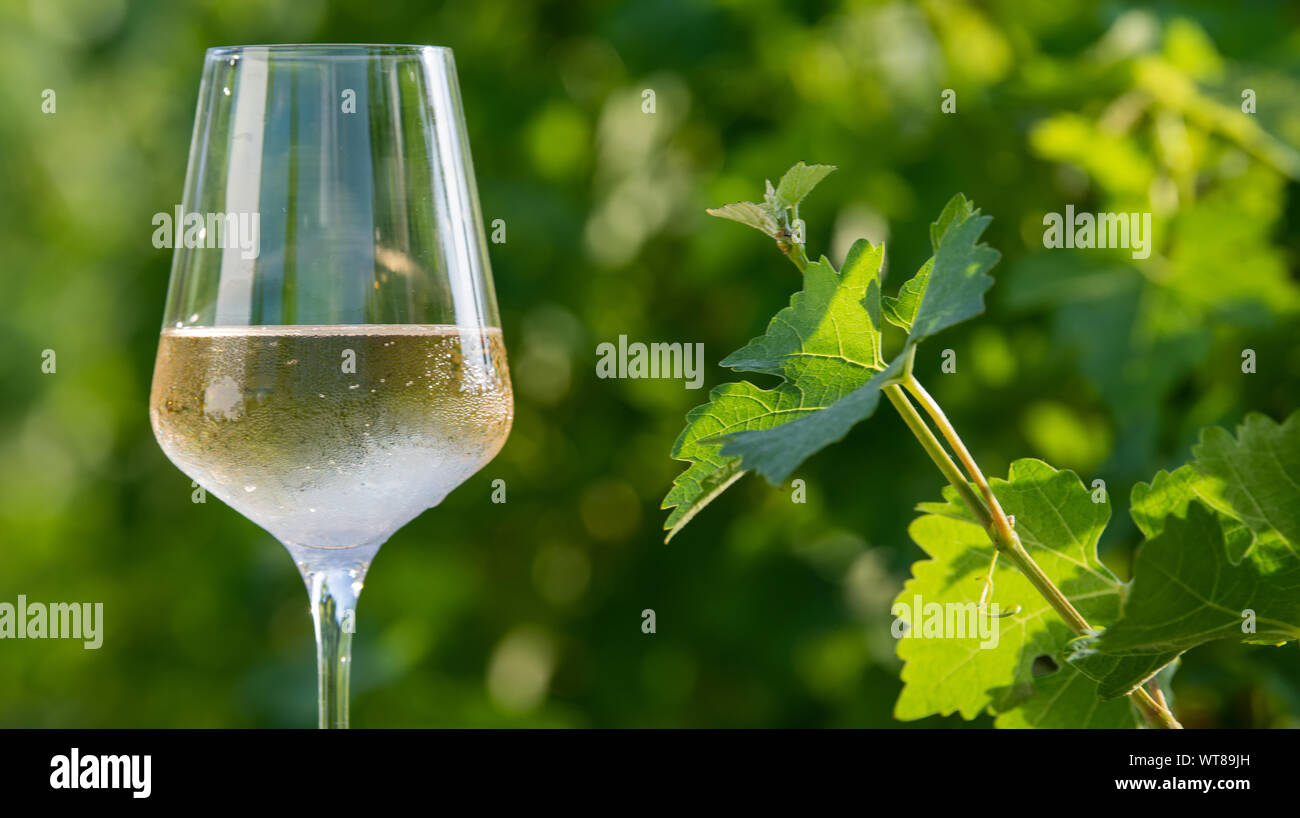 Glass of dry White wine on table in vineyard Stock Photo Alamy