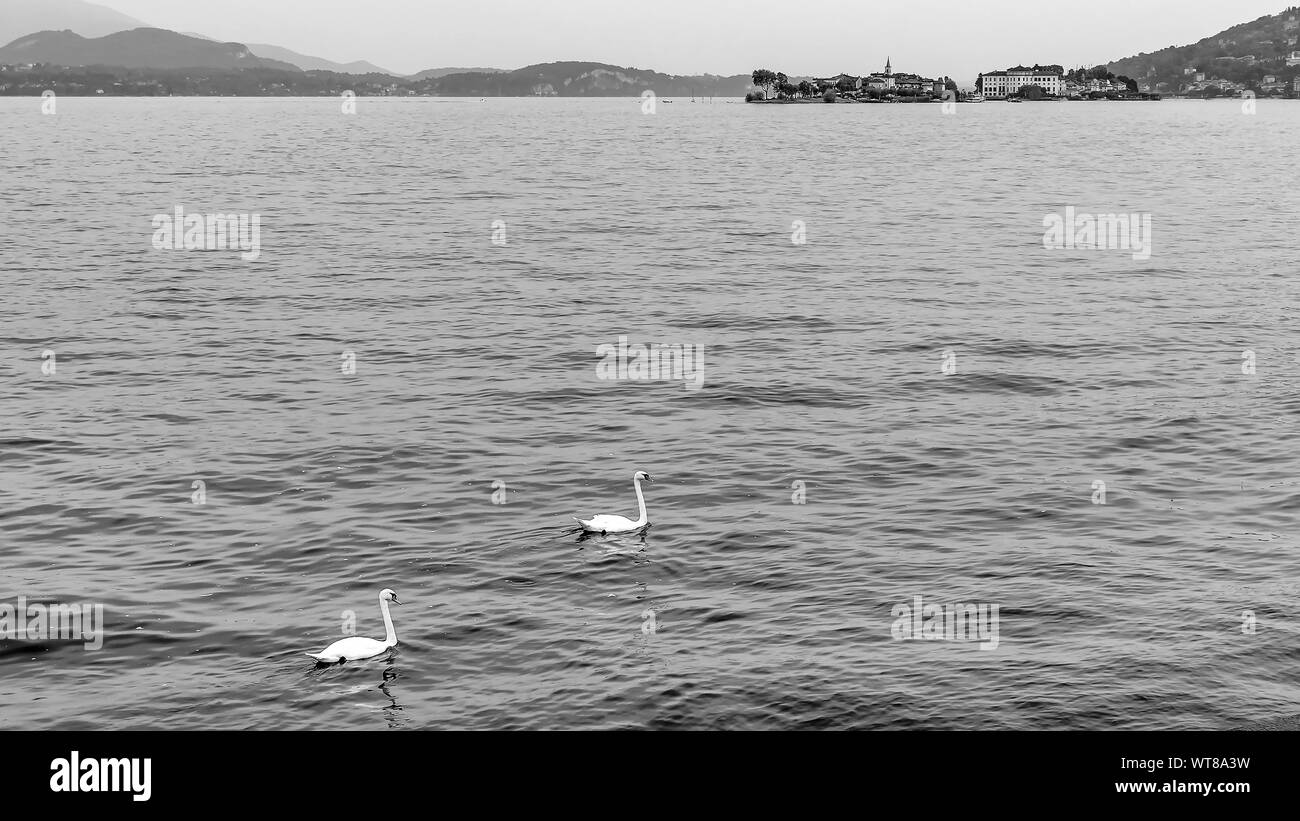 Beautiful black and white view of two swans swimming in Lake Maggiore, with the Borromean Islands in the background, Italy Stock Photo