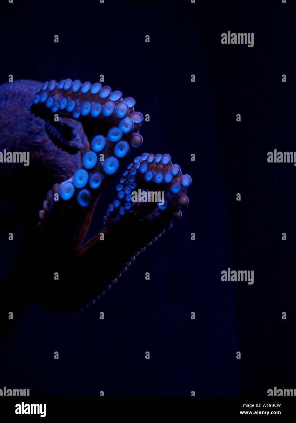 Close-up Of Octopus Swimming Undersea Stock Photo