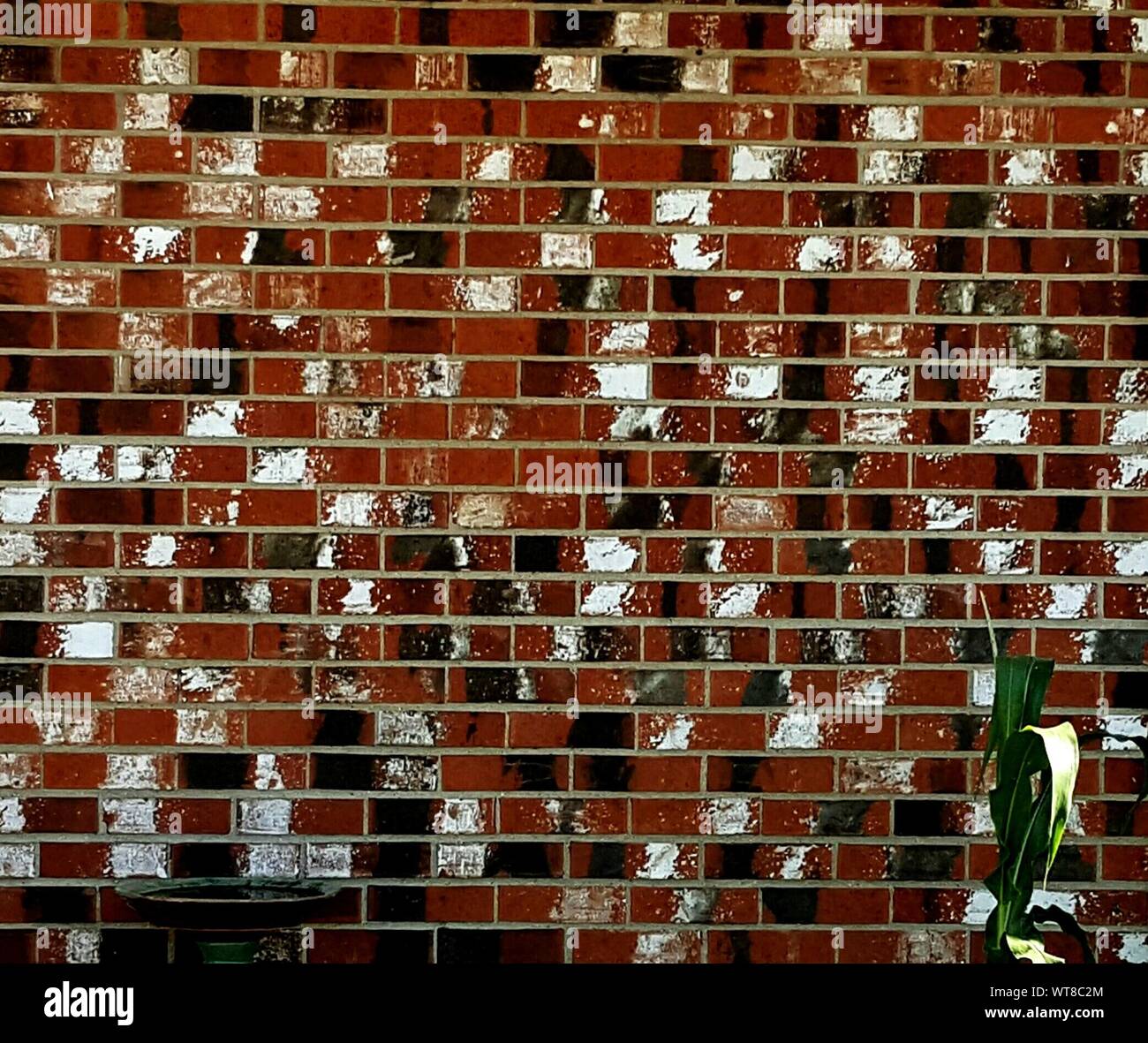 Plant against brick wall hires stock photography and images Alamy