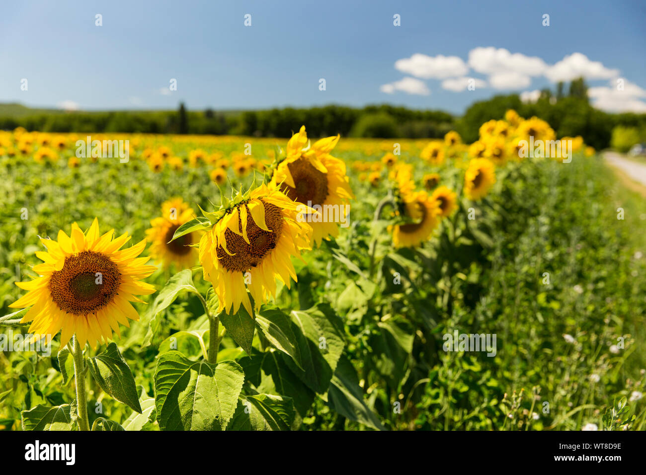Bright and yellow sunflowers grow in abundance in the south of France