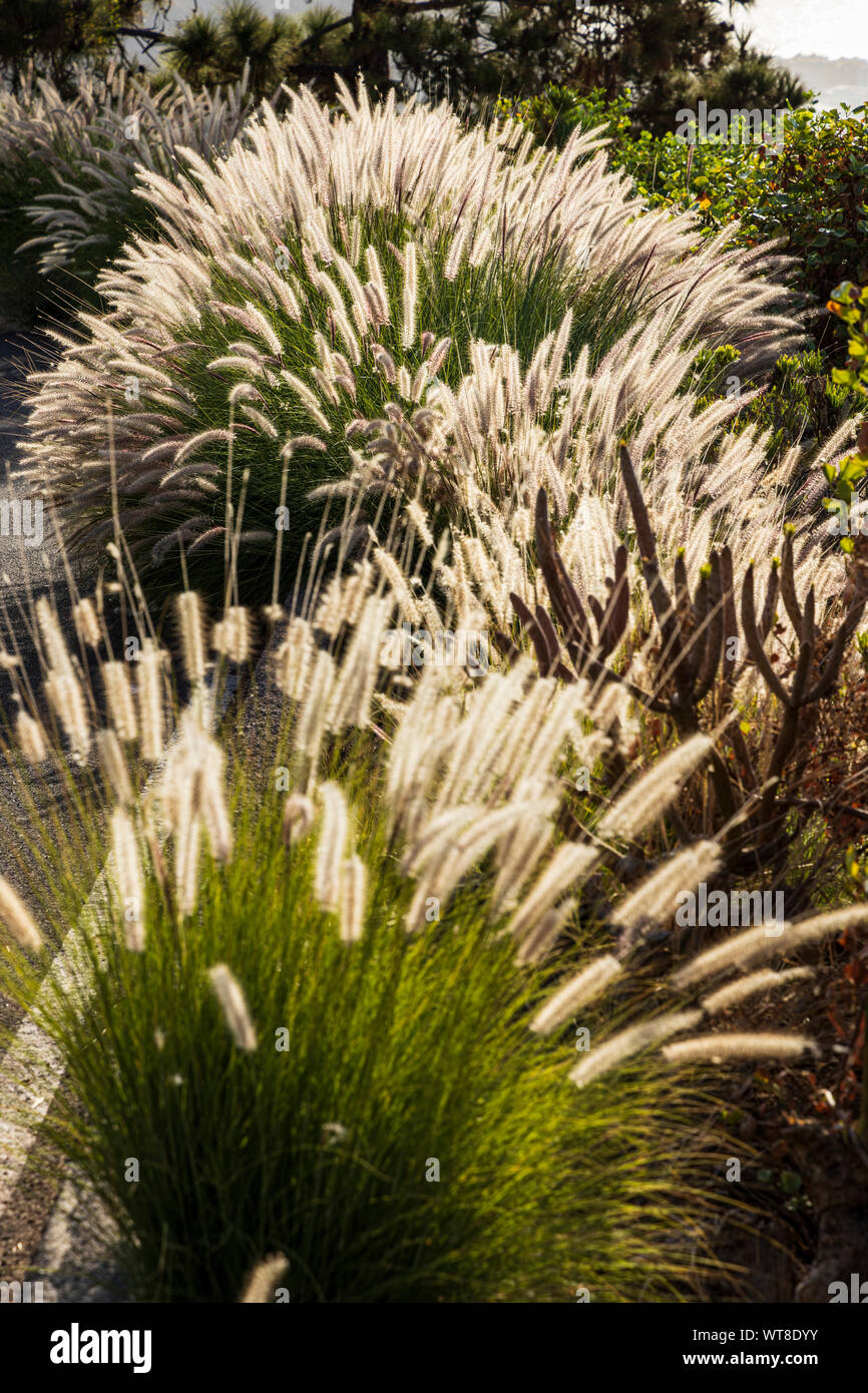 Pennisetum setaceum, cats tail grass, rabo de gato, an introduced species for decorative purposes,  which is highly invasive, alongside a road in Tene Stock Photo