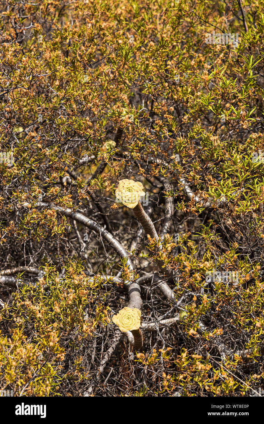 Aeonium poking through a spiky shrub, Araya, Canary Islands, Spain Stock Photo