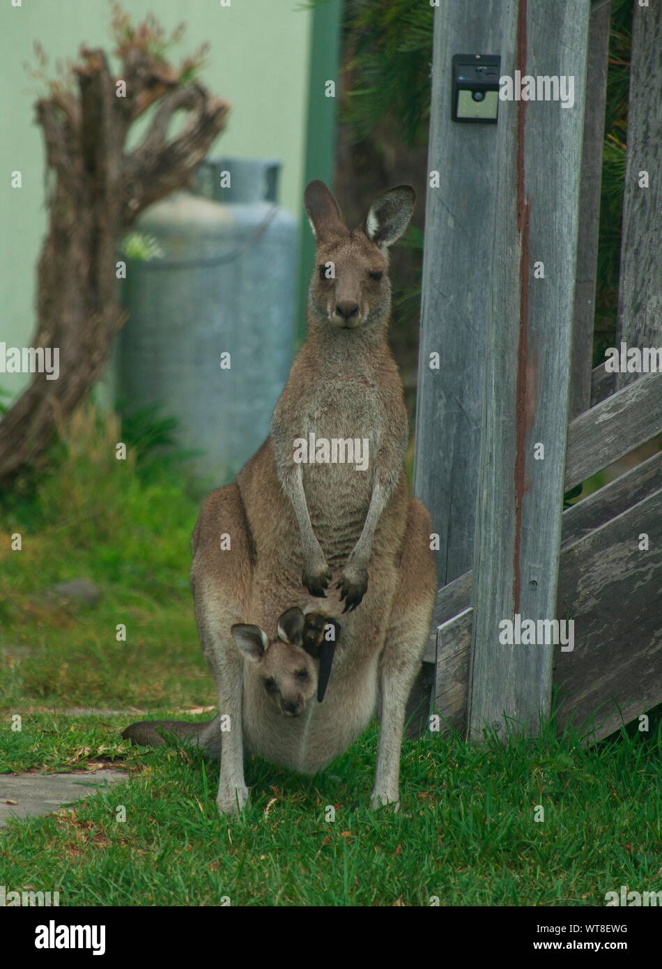Female kangaroo in the yard with a joey in the pouch | close up * Känguru trägt ein Junges in seinem Beutel | Nahaufname Stock Photo