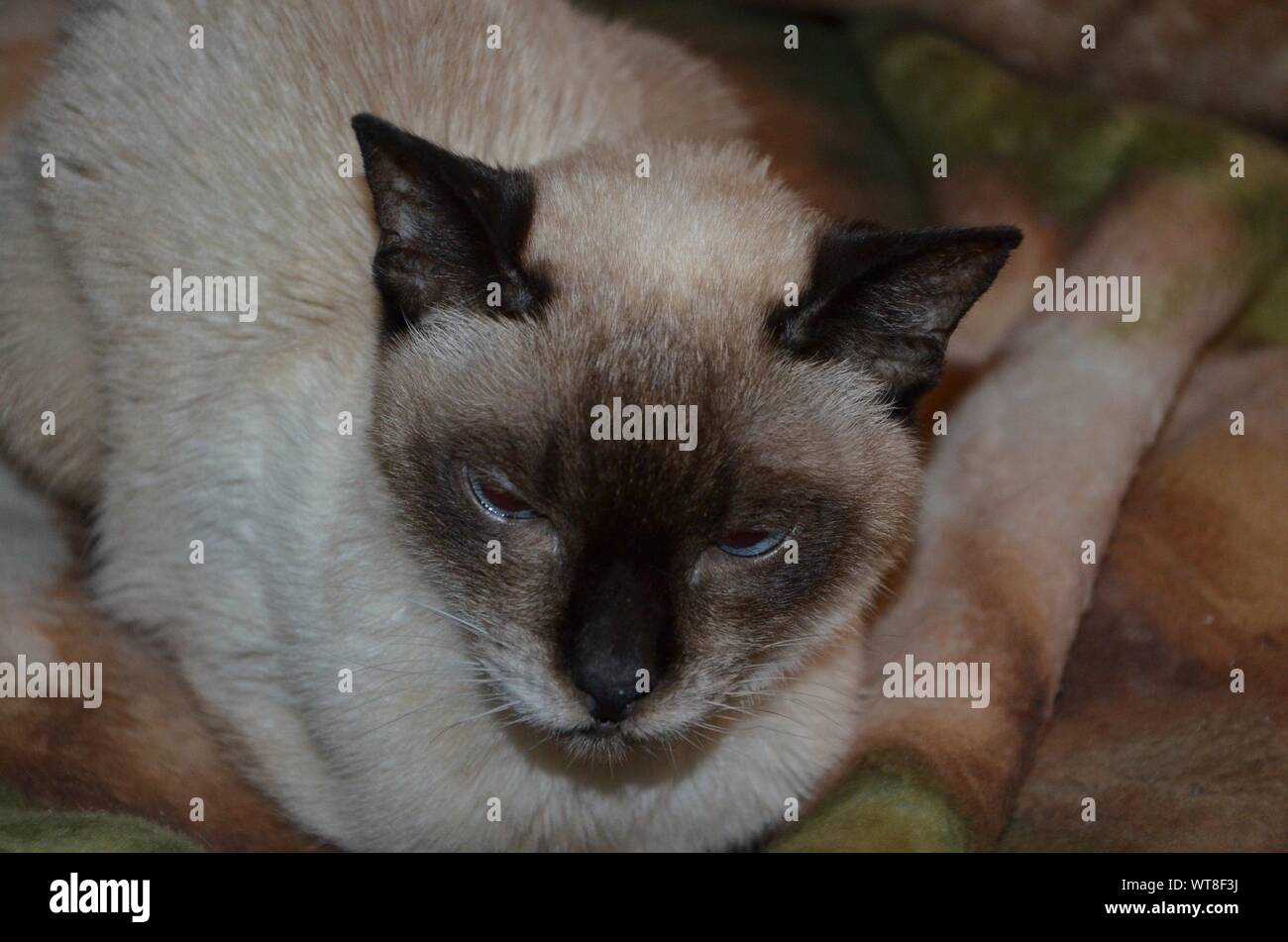 siamese cat blanket