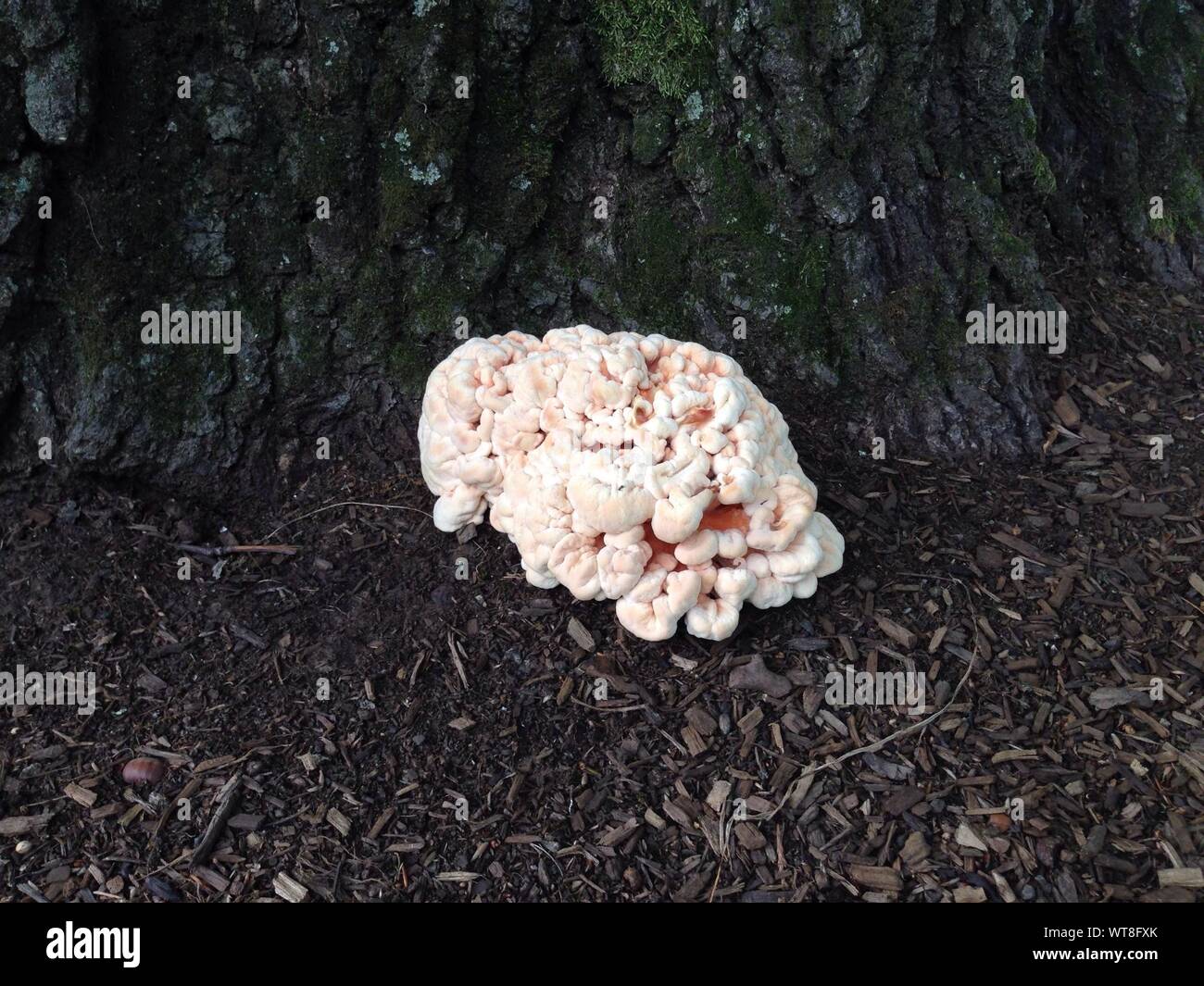 White Wild Mushroom Growing At Base Of Tree Stock Photo Alamy