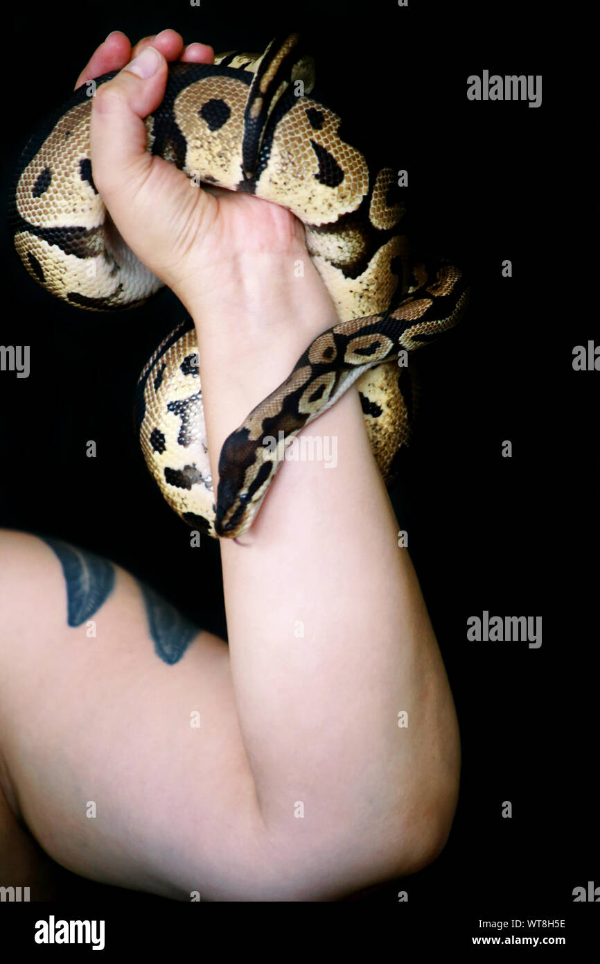 Female hands with Royal Python snake. Woman holds Ball Python snake in ...