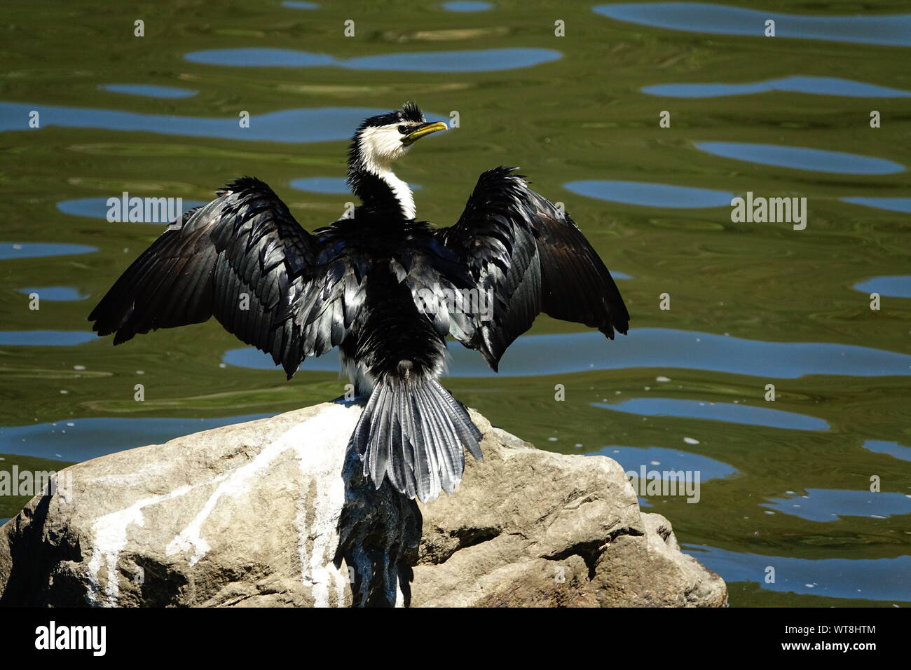 Kormoran in Launceston, Tasmanien genießt die Sonne zum Trocknen seines Gefieders * Cormorant enjoys the sun drying its plumage Stock Photo
