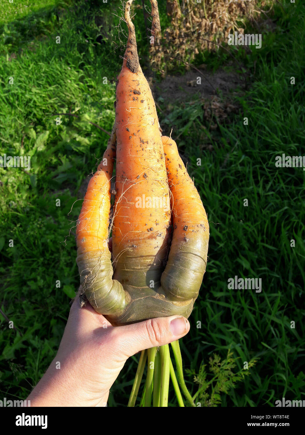 Odd looking weird mutant uneven carrots in hand outdoors, green grass on the background. Rejected food in markets stores concept. Low quality foods. Stock Photo