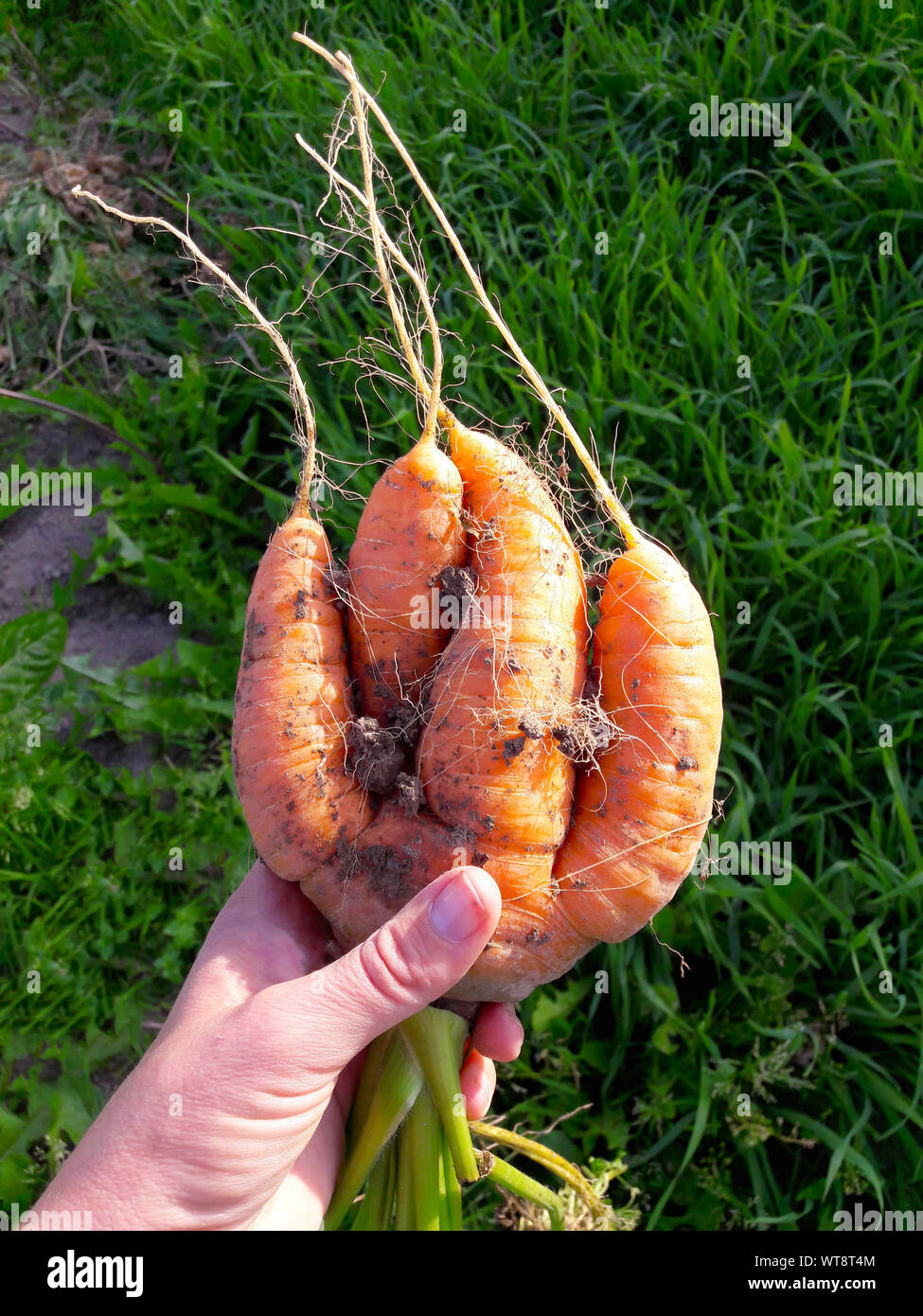 Odd looking weird mutant uneven carrots in hand outdoors, green grass on the background. Rejected food in markets stores concept. Low quality foods. Stock Photo