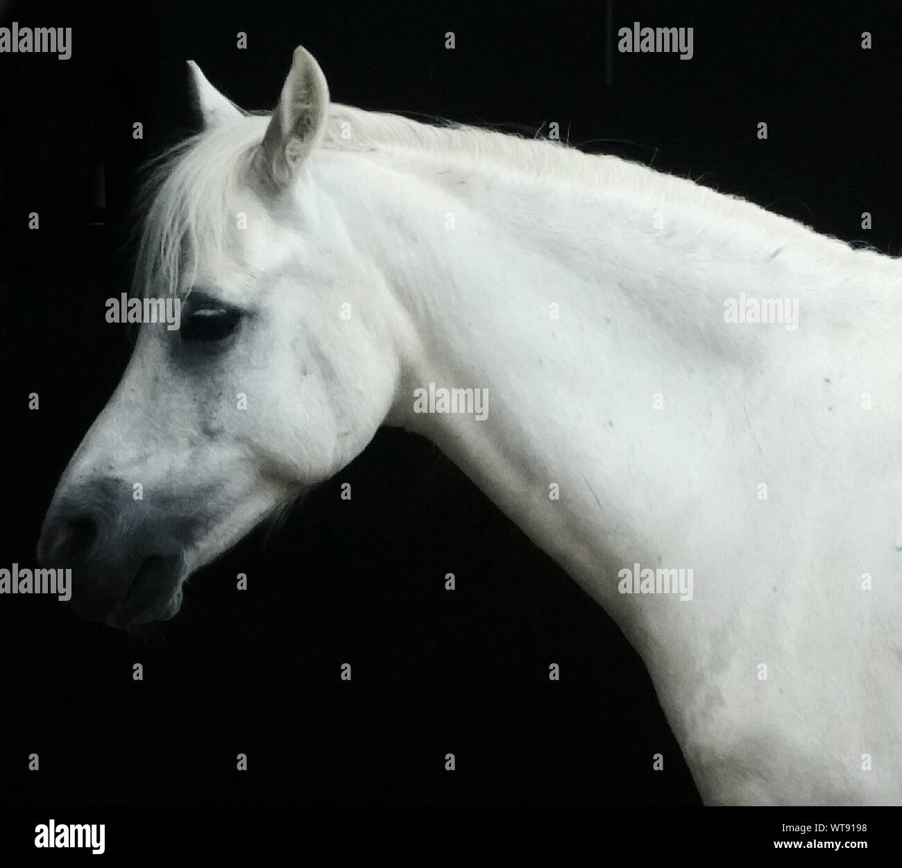 White horse black background hires stock photography and images Alamy