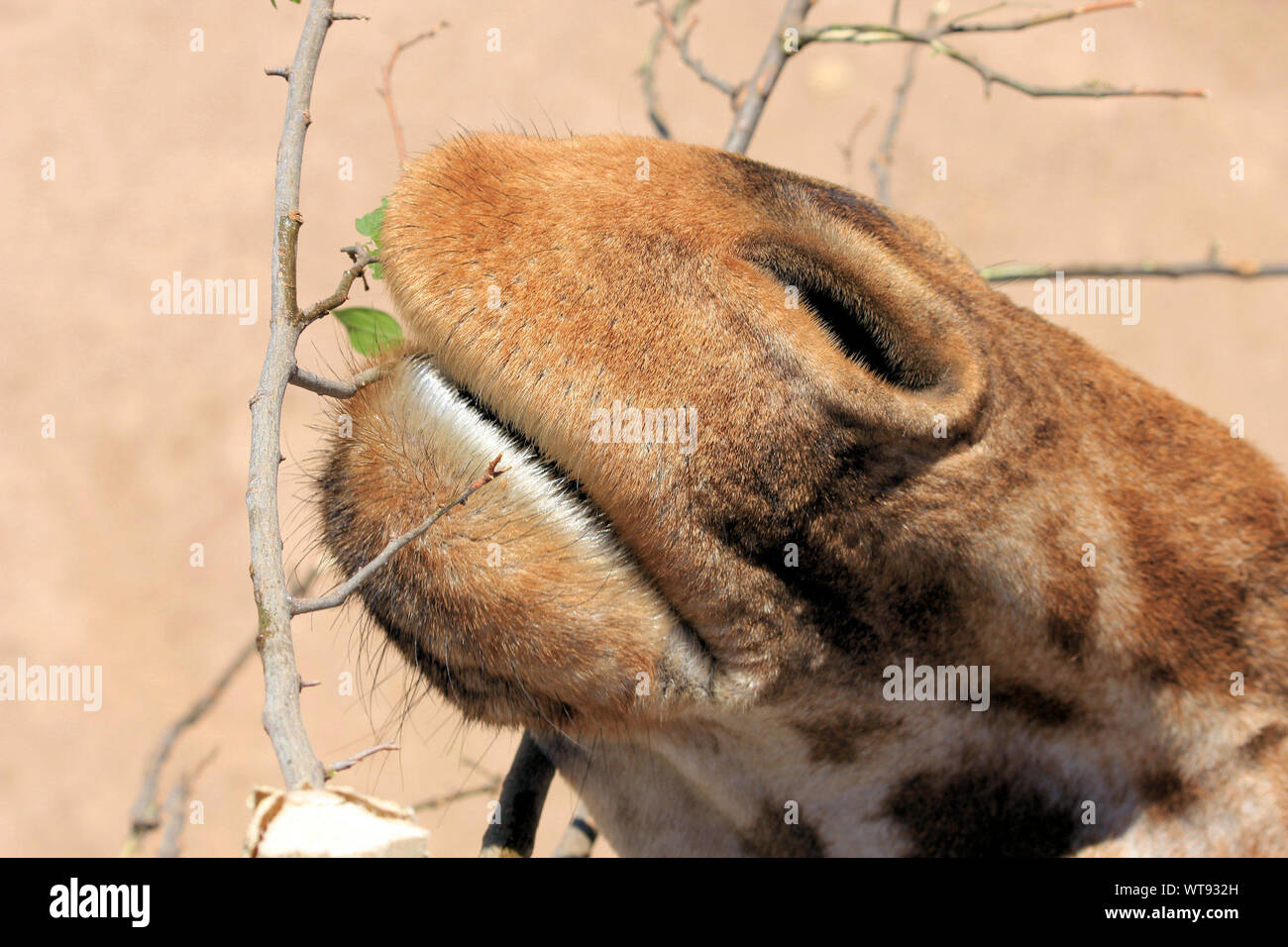 Giraffe Nose High Resolution Stock Photography and Images - Alamy