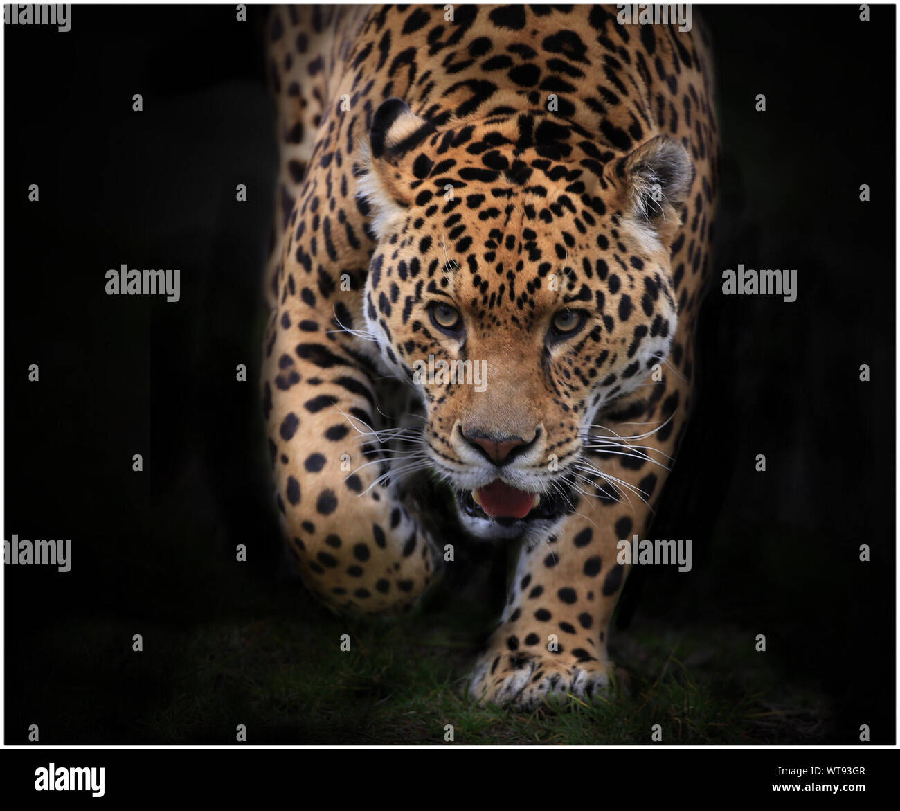 Jaguar field tested