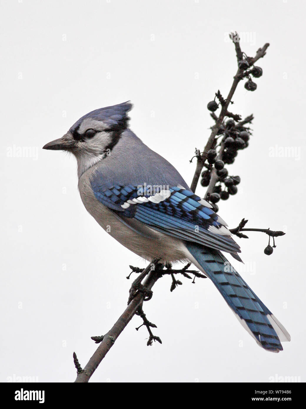 Blue Jay Perching On Branch Against Clear Sky Stock Photo