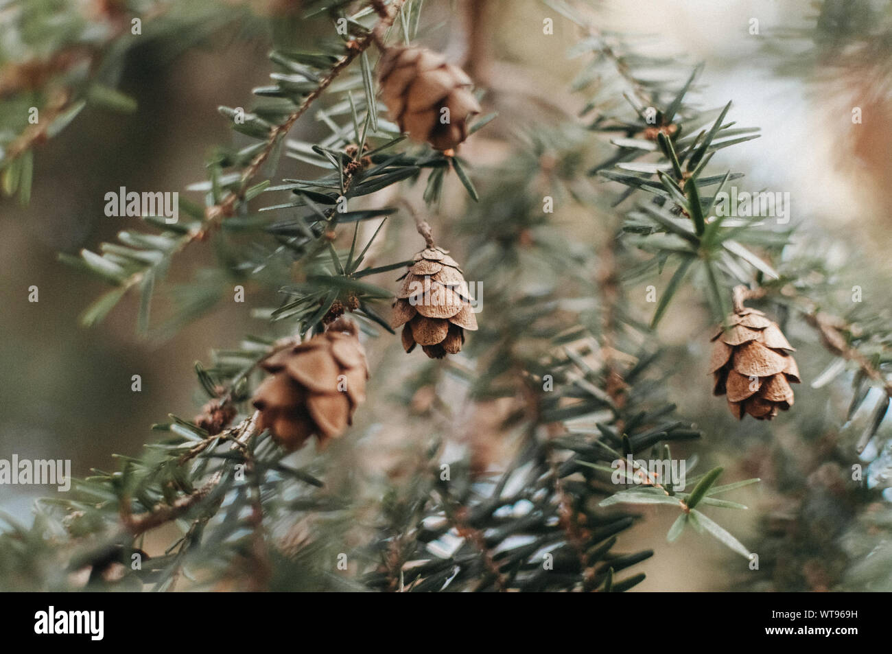 Eastern Hemlock Tree High Resolution Stock Photography and Images - Alamy