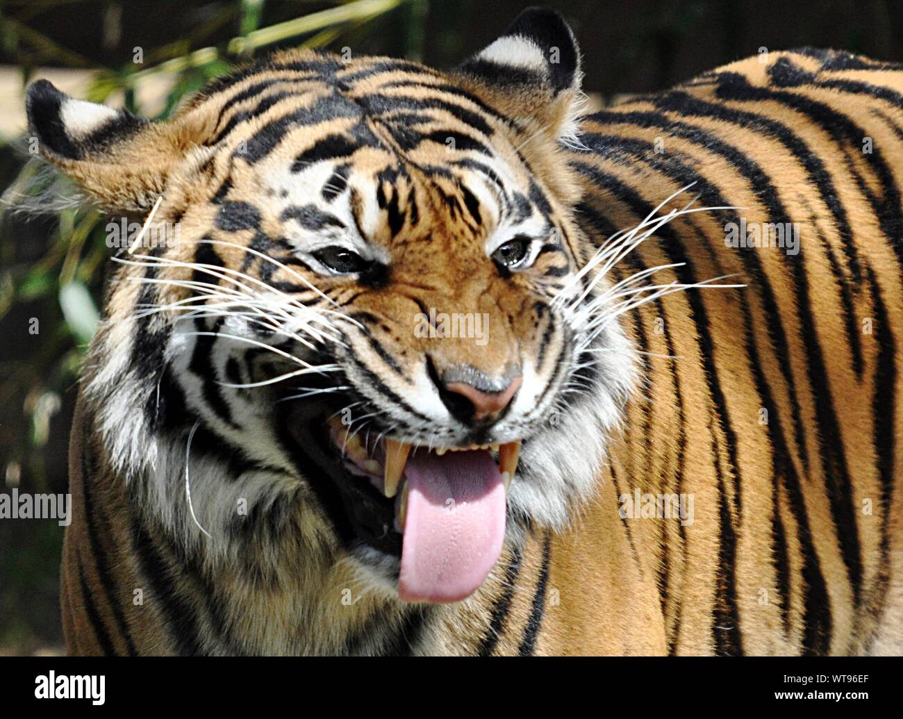 Close up angry tiger hi-res stock photography and images - Alamy
