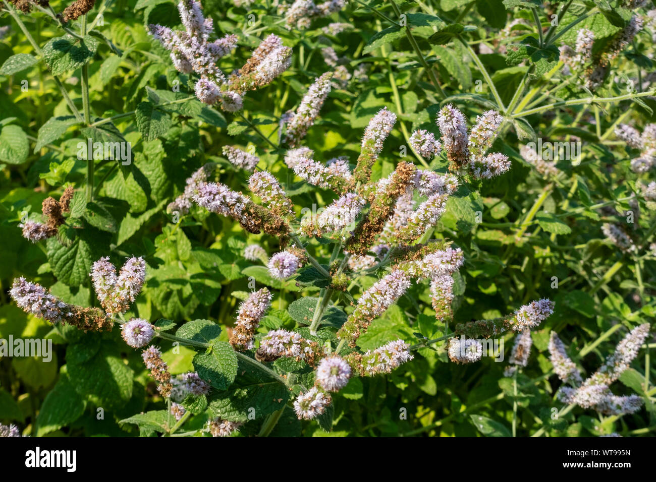 Close up of Apple mint (Mentha suaveolens) plant flower flowers flowering growing in a herb garden in summer England UK United Kingdom Great Britain Stock Photo