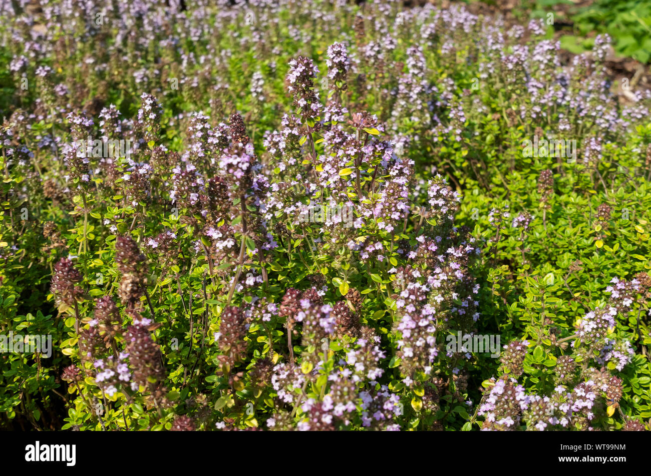 Close up of Golden thyme (Archers Gold) plant flower flowers flowering growing in a herb garden in summer England UK United Kingdom GB Great Britain Stock Photo