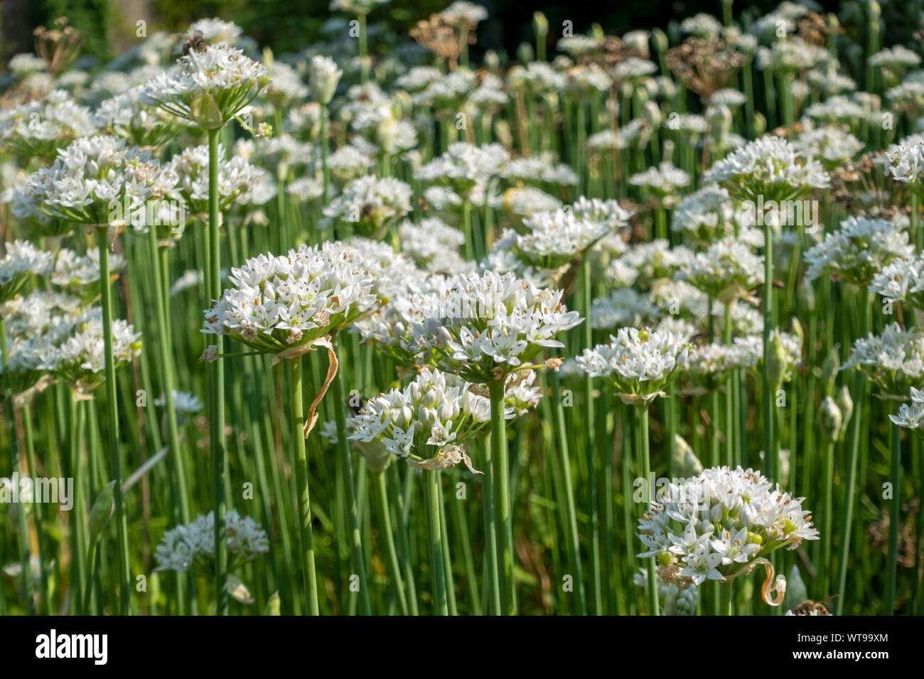 Close up of Oriental garlic white flowers flowering flowers plant growing in a garden in summer England UK United Kingdom GB Great Britain Stock Photo