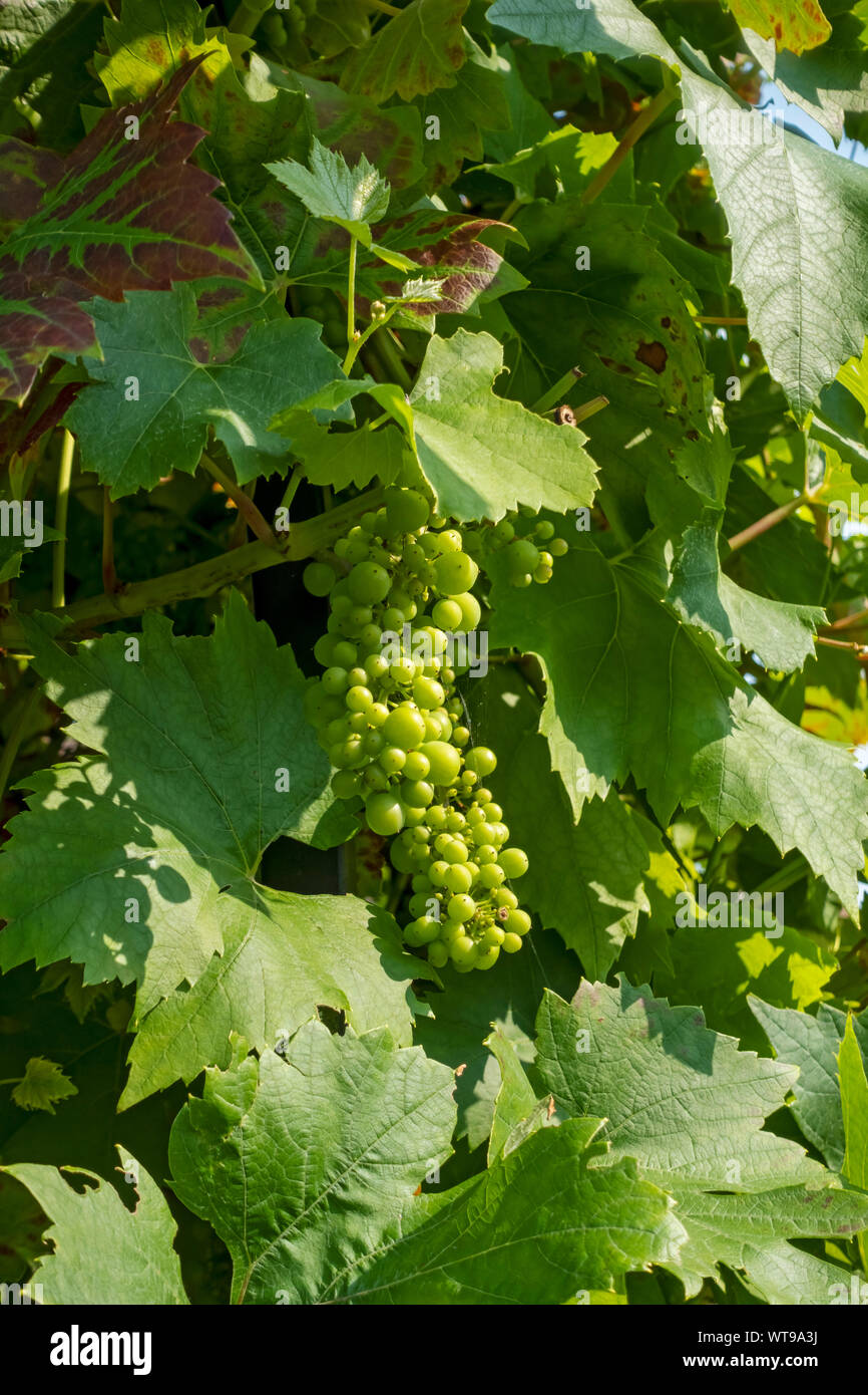 Grape vine uk hires stock photography and images Alamy