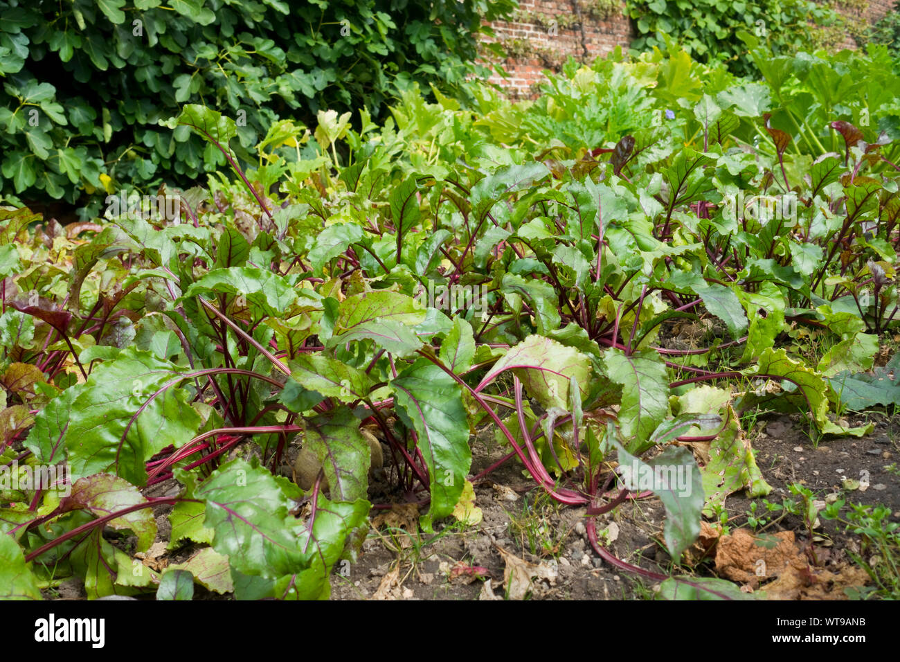 Beetroot Boltardy (beta vulgaris) vegetable plant plants growing on an allotment in summer England UK United Kingdom GB Great Britain Stock Photo