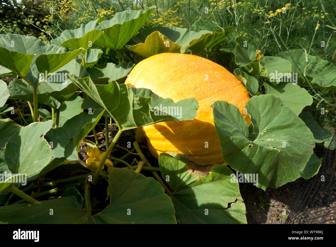 Close up of Pumpkin Atlantic giant variety plant growing in a garden in summer England UK United Kingdom GB Great Britain Stock Photo