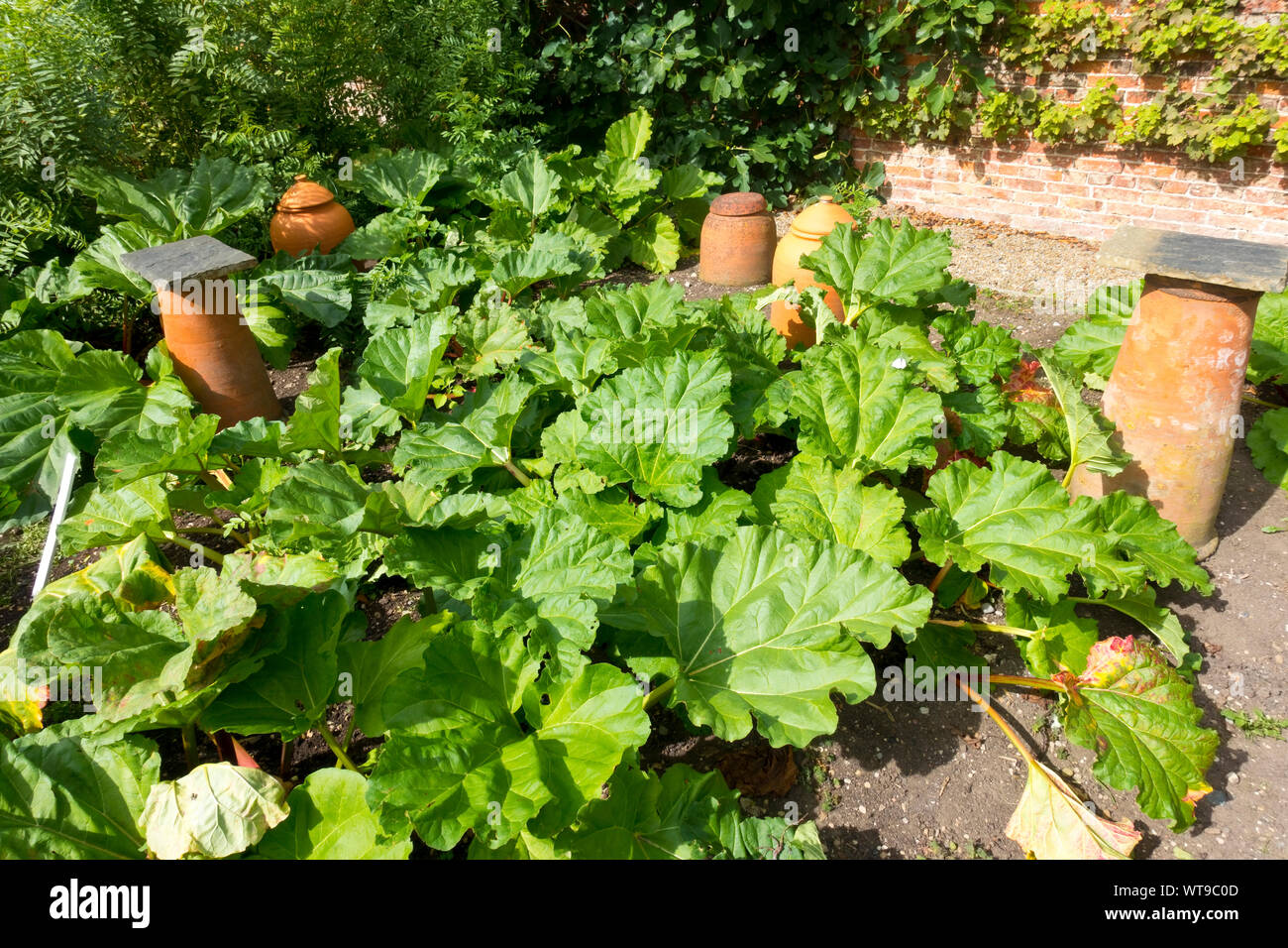 Rhubarb plant plants and clay cloche pots on an allotment garden plot in summer England UK