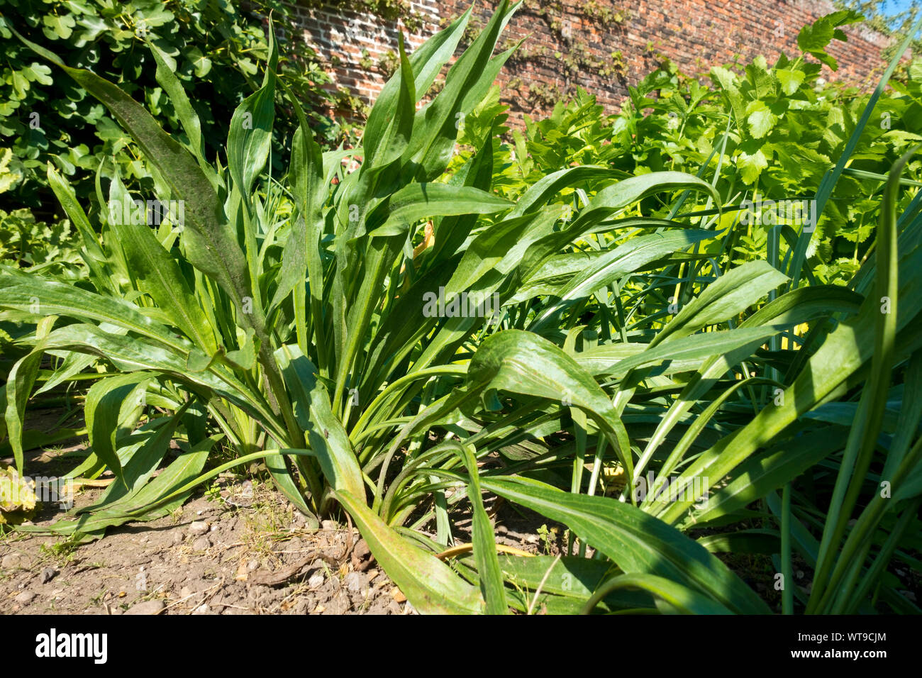 Salsify Tragopogon porrifolius 'Sandwich Island' variety plant plants growing on a vegetables