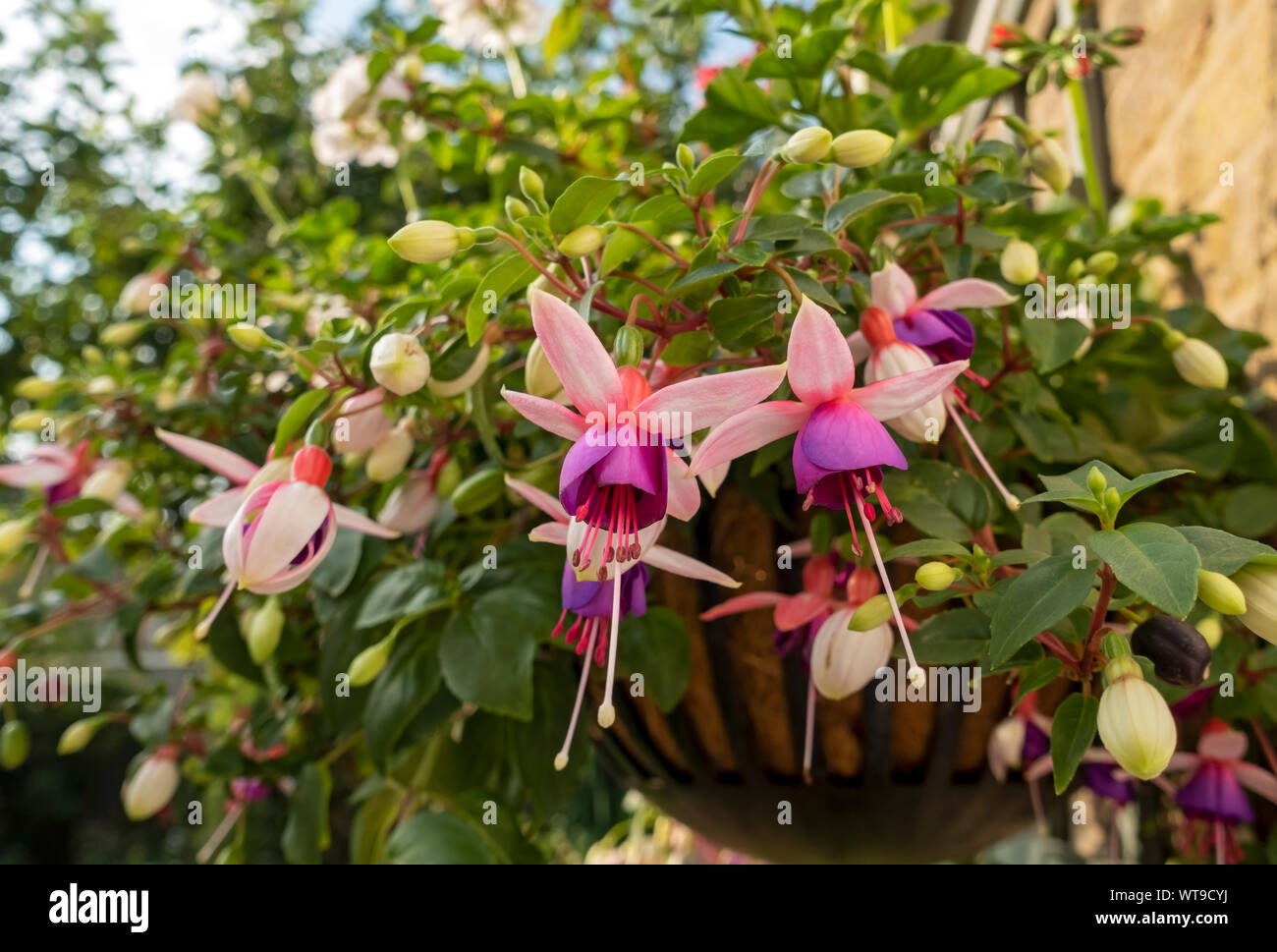 Close up of pink trailing fuchsias fuchsia flower flowers flowering in a hanging basket on wall in summer England UK United Kingdom GB Great Britain Stock Photo