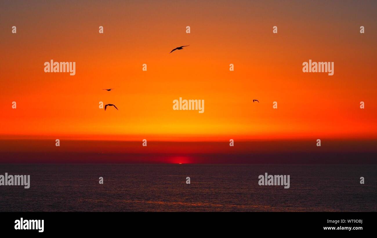 Scenic View Of Sea Against Silhouette Birds Flying In Romantic Sky At Sunset Stock Photo
