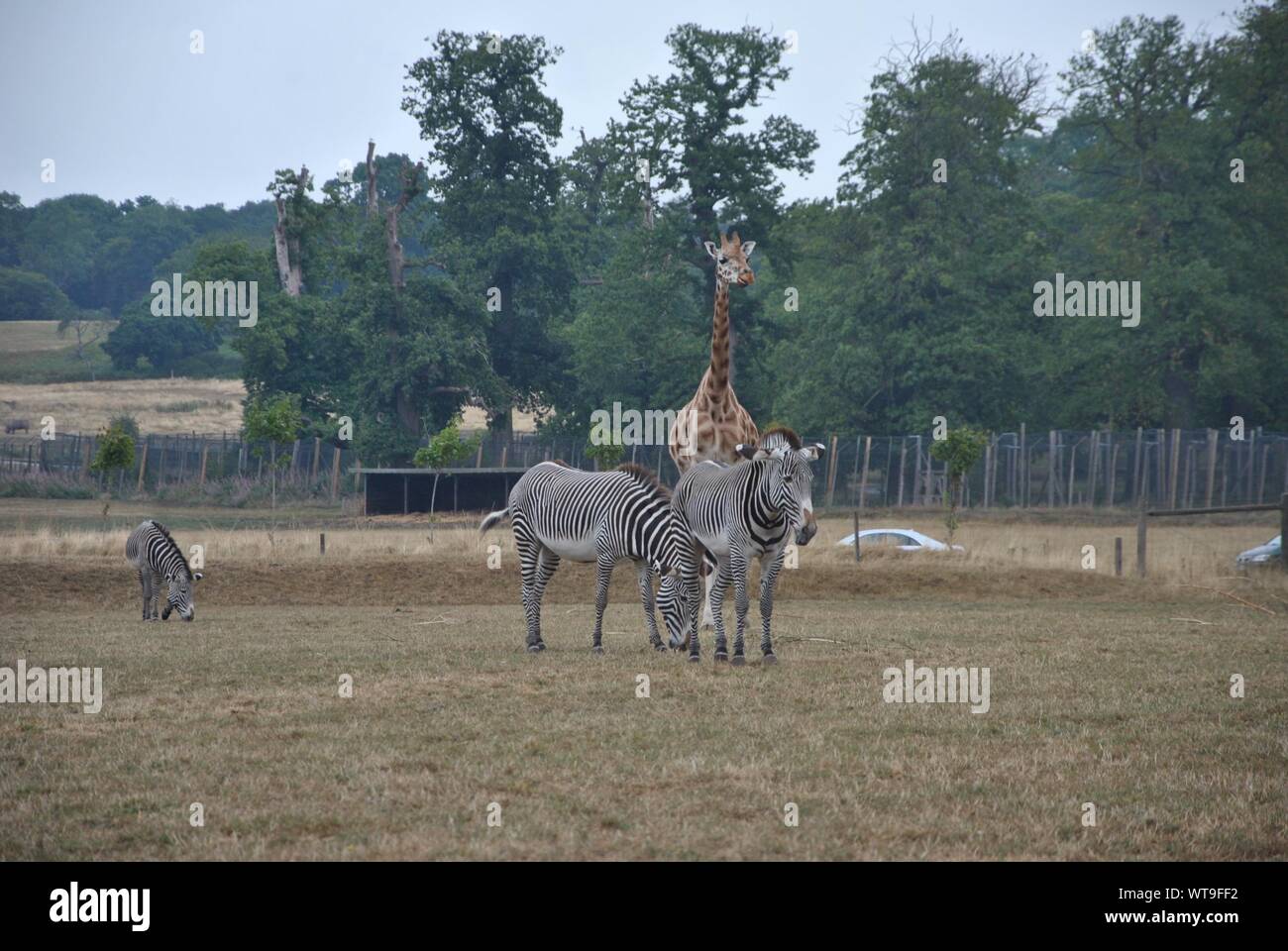 A giraffe and 2 zebras being majestic in Woburn Safari Park Stock Photo