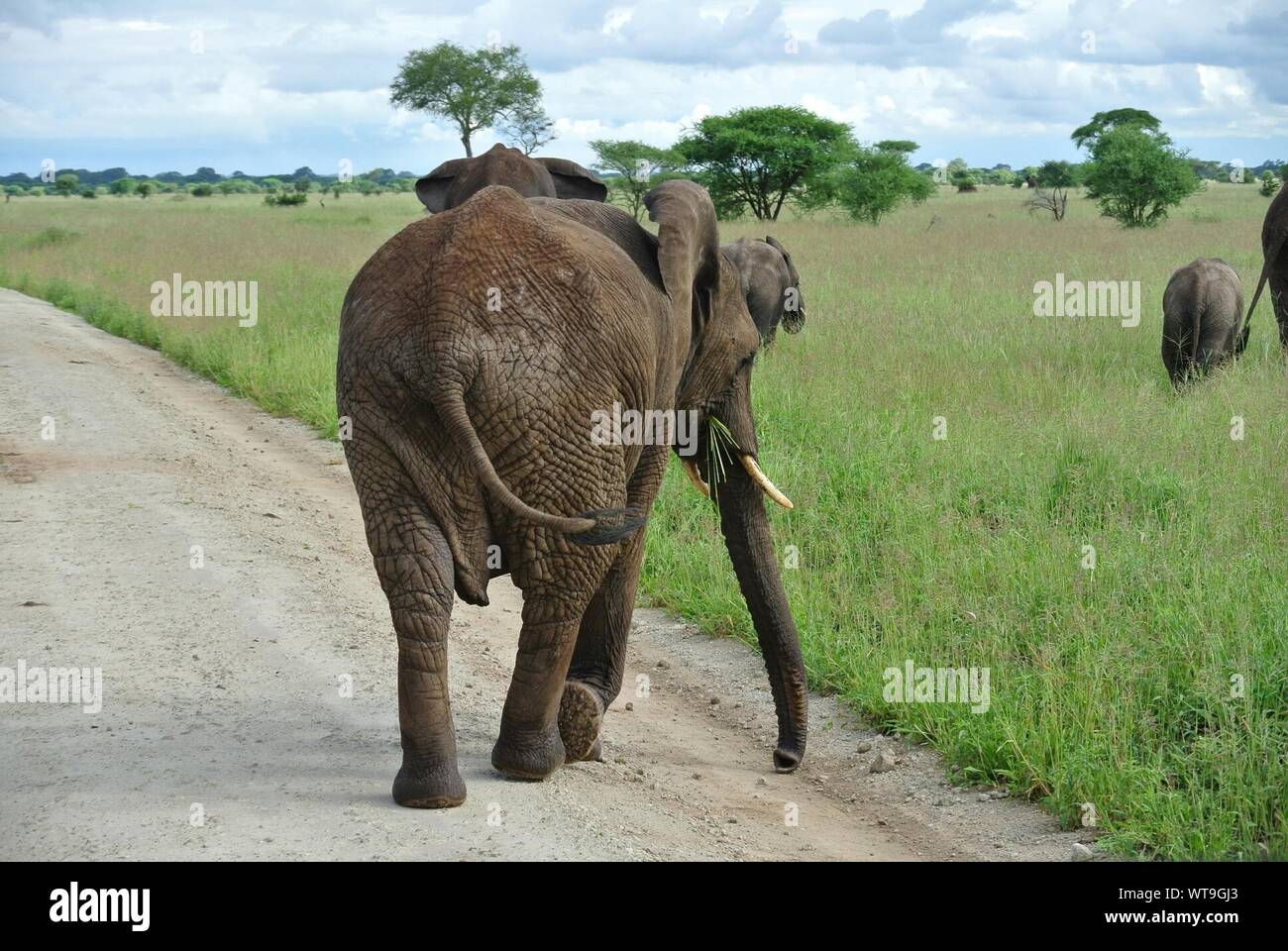 Rear View Of Elephants High Resolution Stock Photography and Images - Alamy