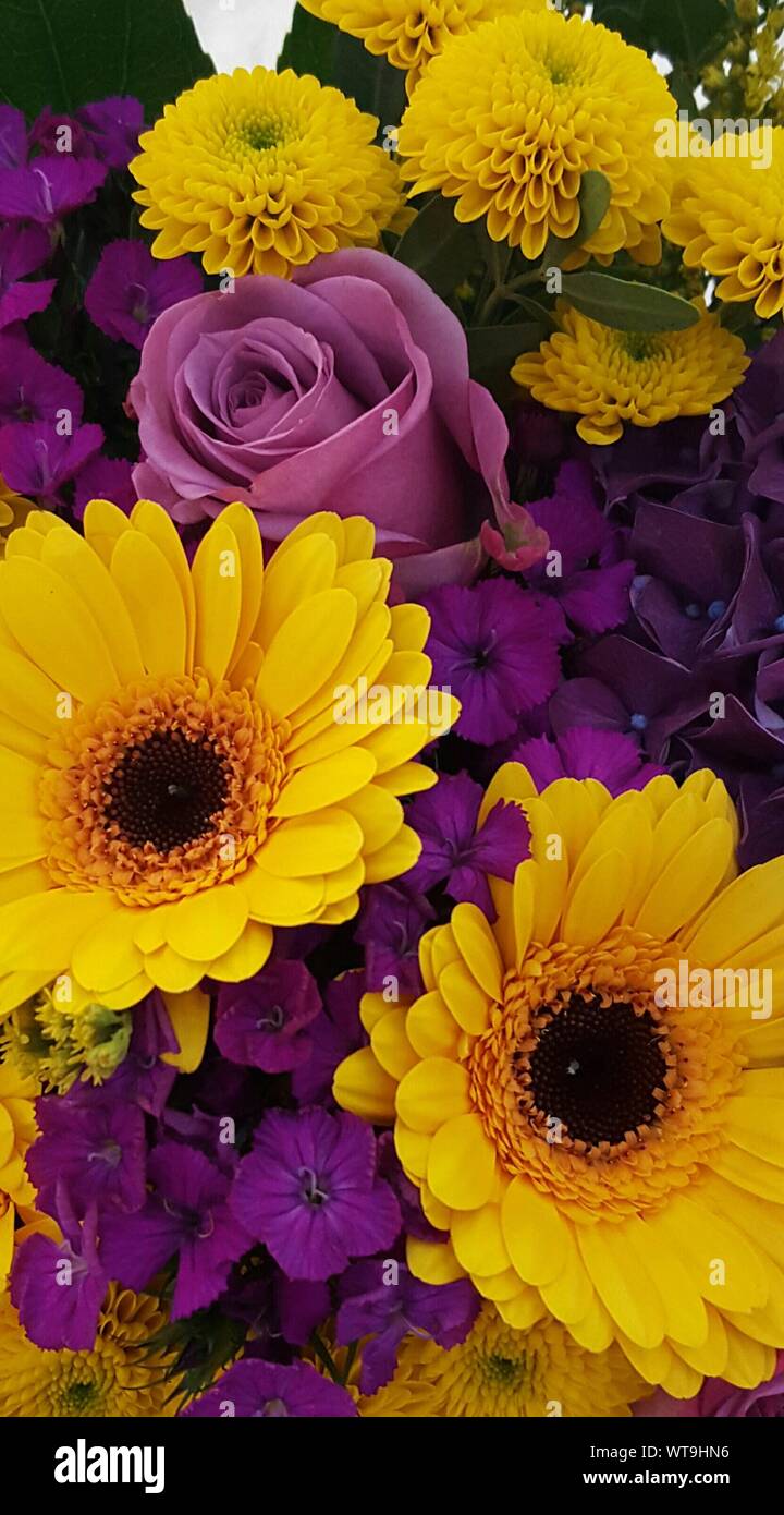 Yellow and purple gerbera daisy hi-res stock photography and images - Alamy