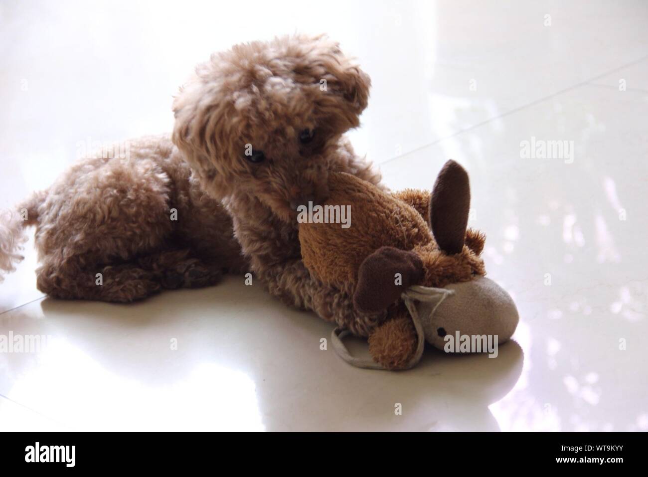 cavapoo stuffed animal