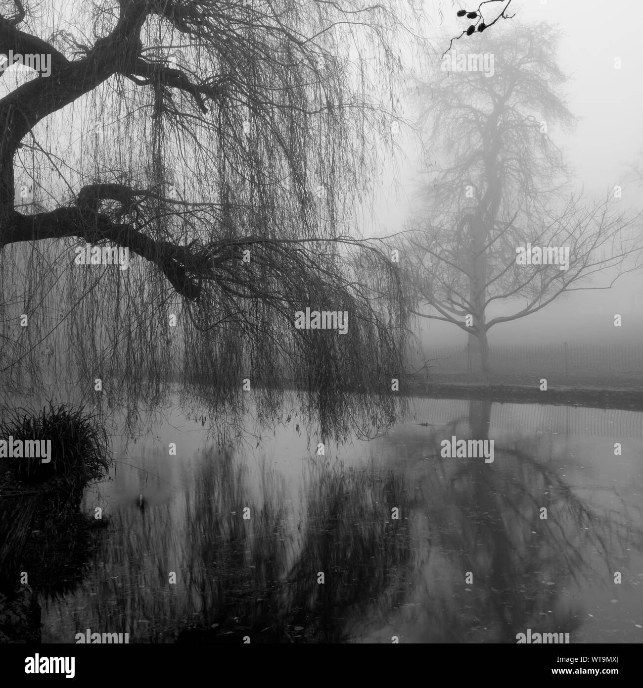 Weeping Willow Tree And Water High Resolution Stock Photography and Images Alamy