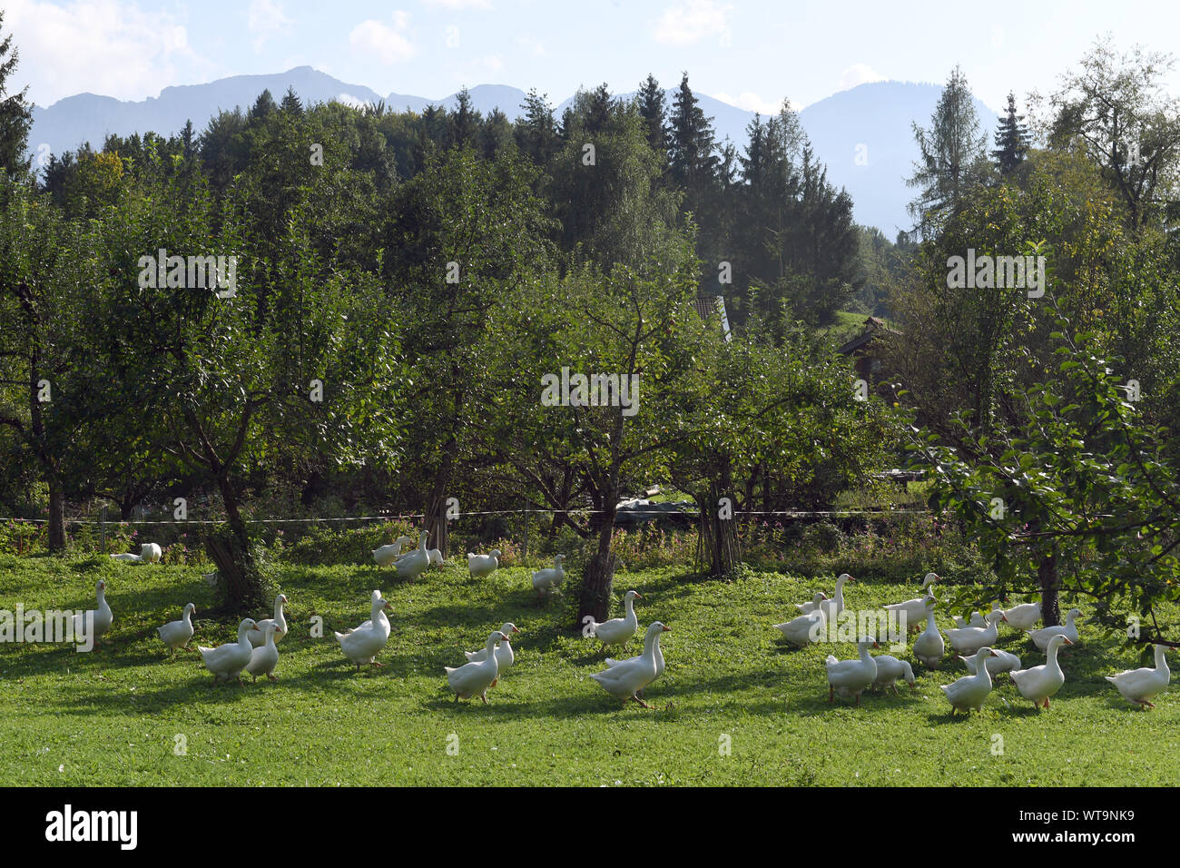Berchtesgaden, Germany. 11th Sep, 2019. Geese are to be seen with clouds and sunshine near the Watzmann. With warm temperatures the summer goes into the last round. Credit: Felix Hörhager/dpa/Alamy Live News Stock Photo