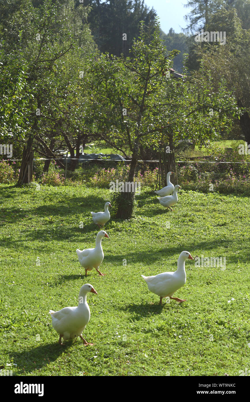 Berchtesgaden, Germany. 11th Sep, 2019. Geese are to be seen with clouds and sunshine near the Watzmann. With warm temperatures the summer goes into the last round. Credit: Felix Hörhager/dpa/Alamy Live News Stock Photo